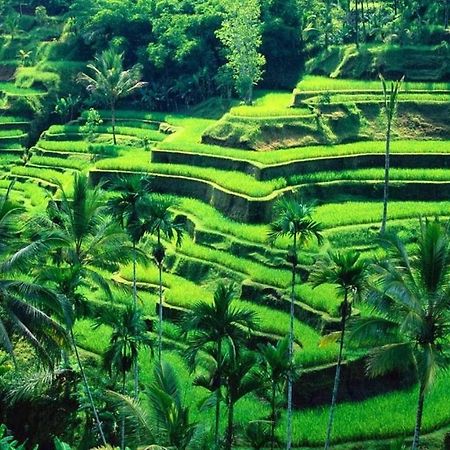 White Creative Villa Campuhan Ubud Eksteriør billede