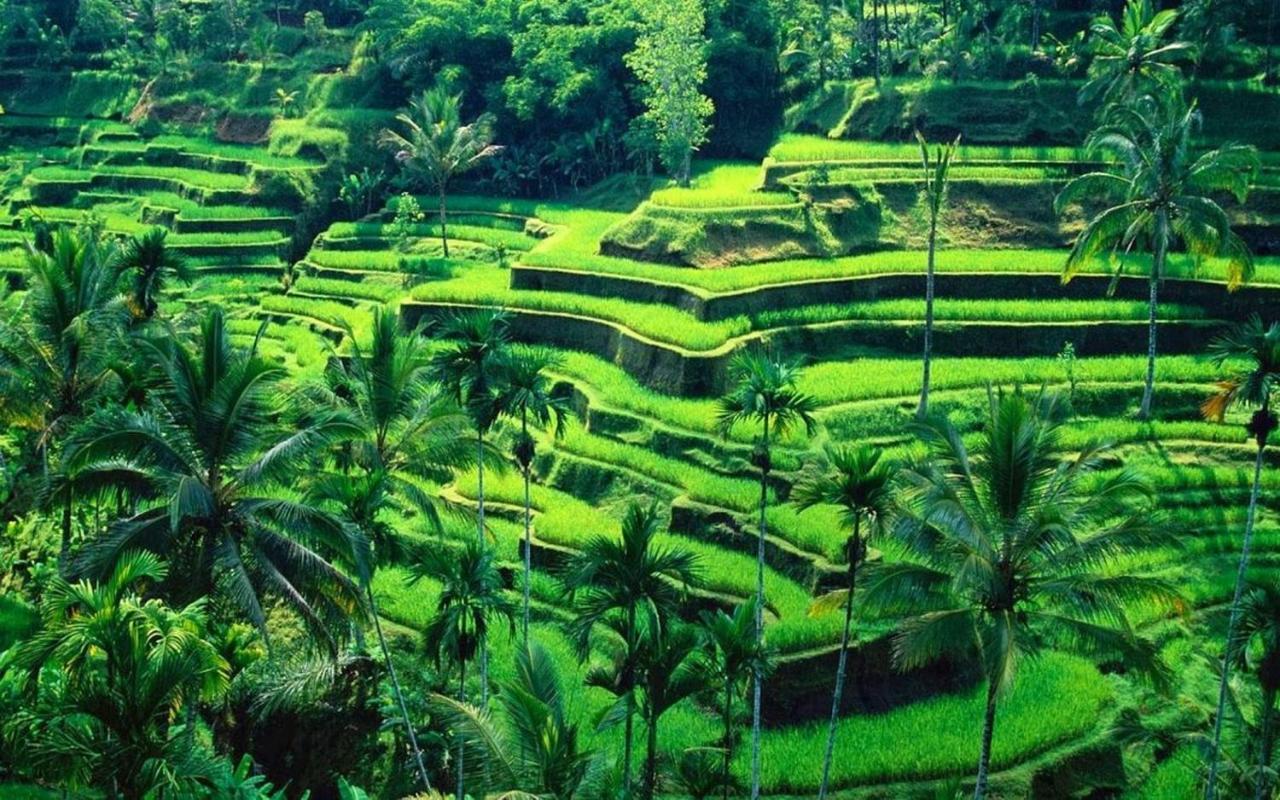 White Creative Villa Campuhan Ubud Eksteriør billede